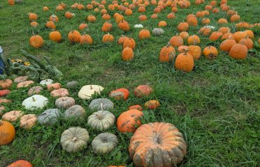 Hidden Acres Corn Maze