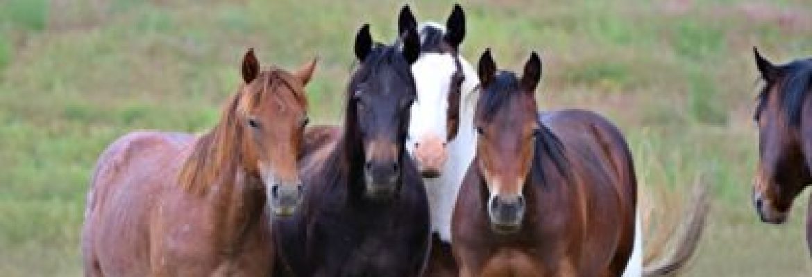 Friends of Animals Inc