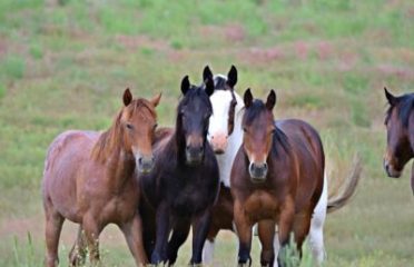 Friends of Animals Inc