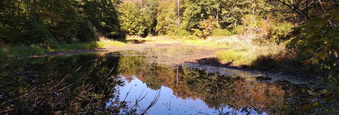 Boyd Woods Audubon Sanctuary