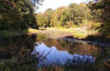 Boyd Woods Audubon Sanctuary