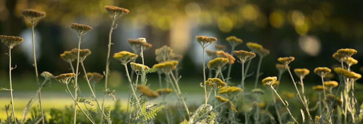 Green Day Landscape, LLC