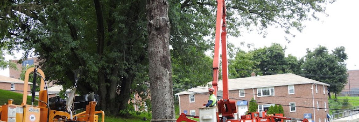 Paulo Landscaping & Tree Removal, LLC.
