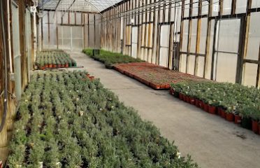 Gilbertie’s Organics