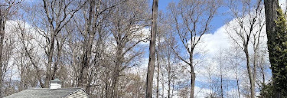 Canopy Tree Service LLC
