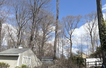 Canopy Tree Service LLC