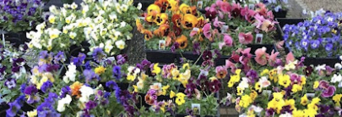 Arce Gardens Center & Nursery