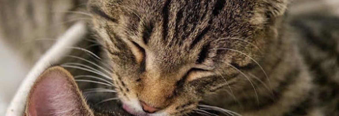A Chance for Love Rescue Inc