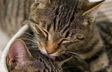 A Chance for Love Rescue Inc