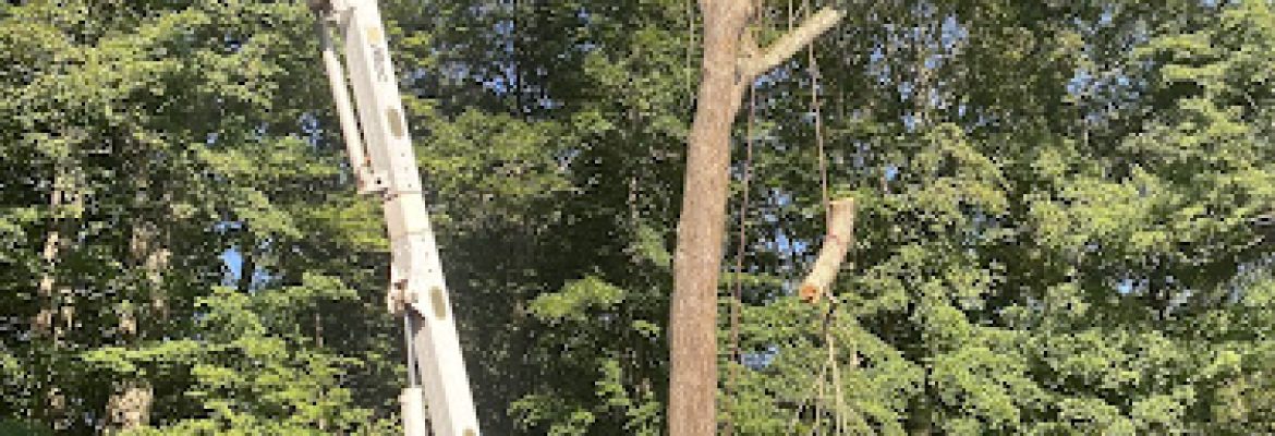 Claudio Tree Work and Landscaping LLC