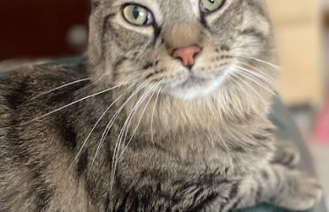 Tail To Paw Animal Support