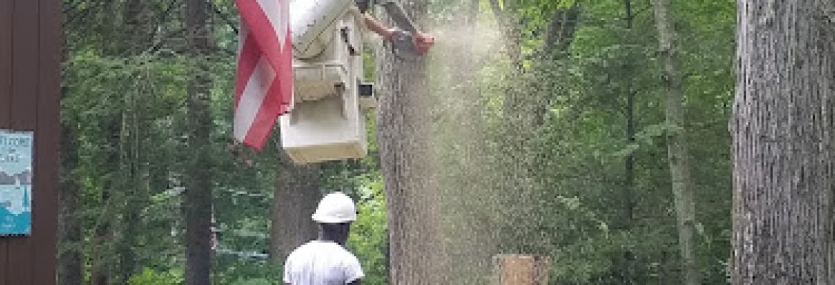 Gentile Tree Care, LLC