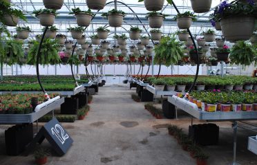 Country Farms II