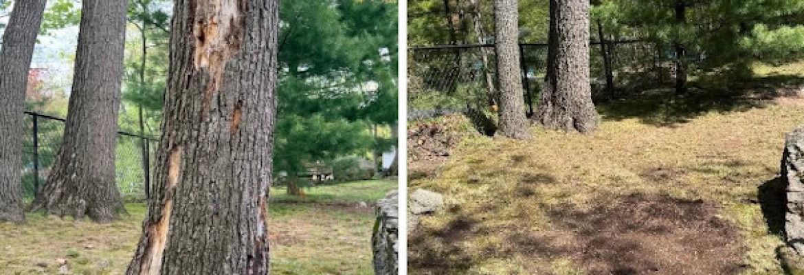 Fairfield Tree Stump Removal Grinding