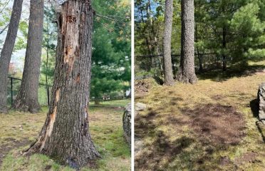 Fairfield Tree Stump Removal Grinding