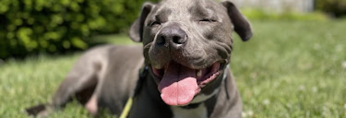 The Balanced K-9