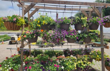 Stonington Gardens