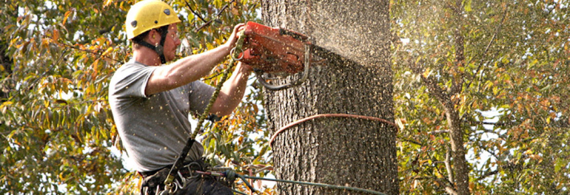 A Better Cut Tree Services, LLC