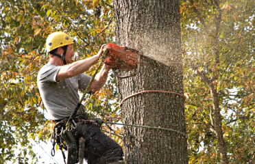 A Better Cut Tree Services, LLC