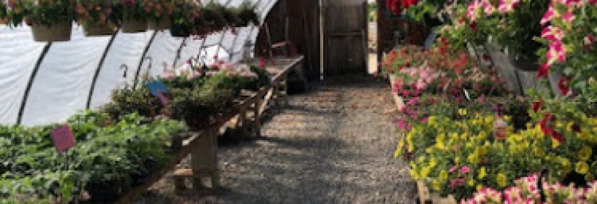 Kozlak’s Nursery