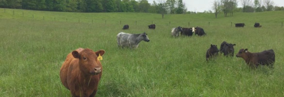 Kacerguis Farms Inc.