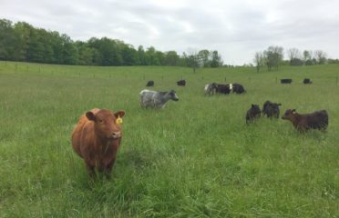 Kacerguis Farms Inc.