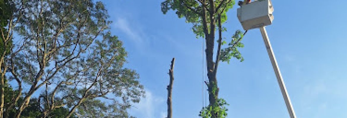 E & Brothers Tree Services LLC
