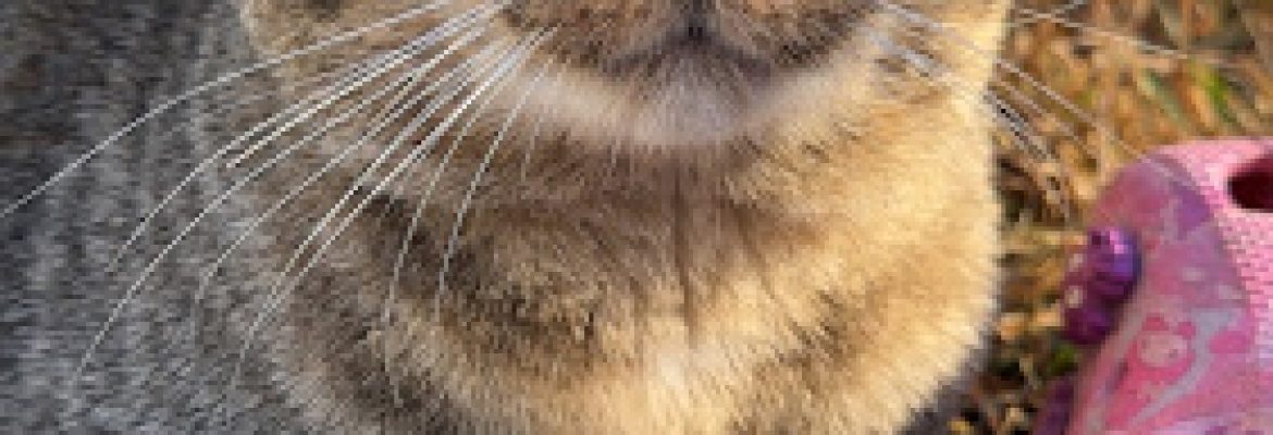 Wallingford Animal Shelter