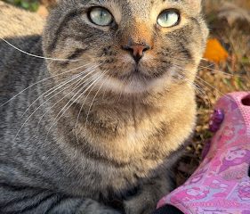 Wallingford Animal Shelter