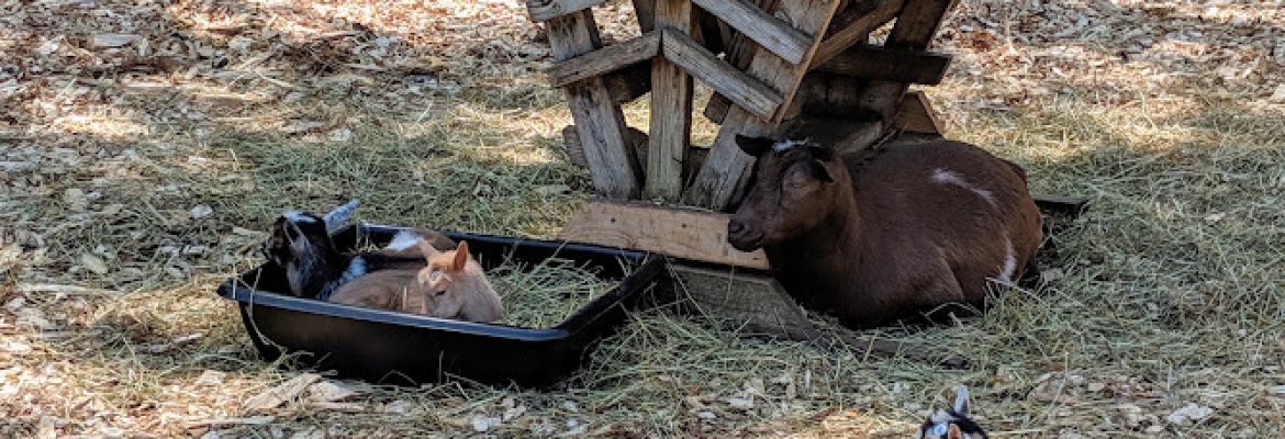 Our Kids Farm