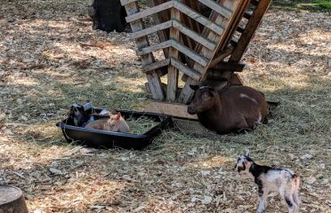 Our Kids Farm