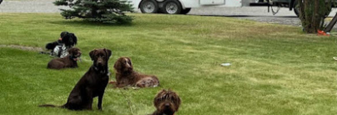 Quinebaug Kennels: QK Dogs