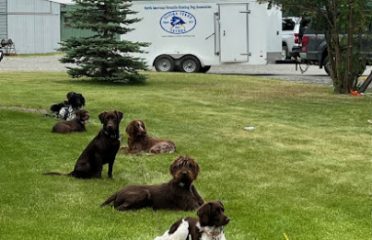Quinebaug Kennels: QK Dogs