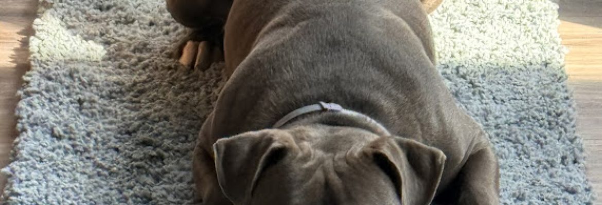 Connecticut Pitbulls