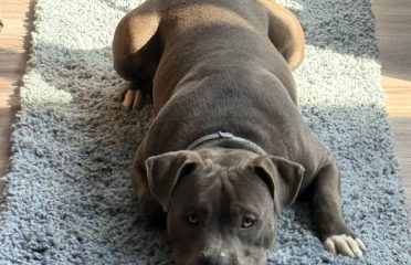 Connecticut Pitbulls