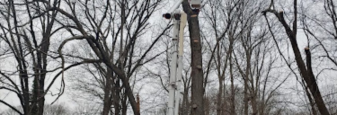 Statewide Tree And Stump Service