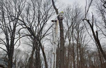 Statewide Tree And Stump Service