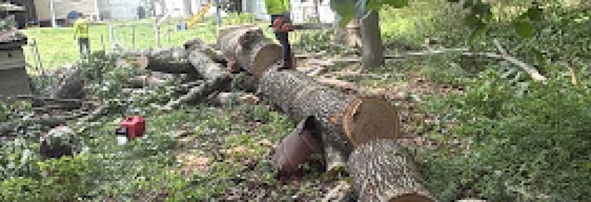 Vasquez Tree Services