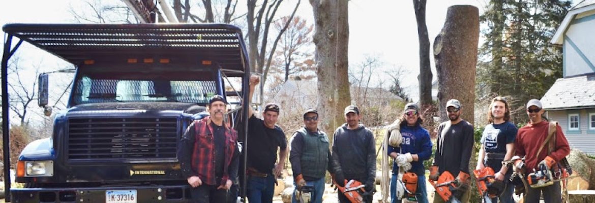 Brown & Co Tree Specialists