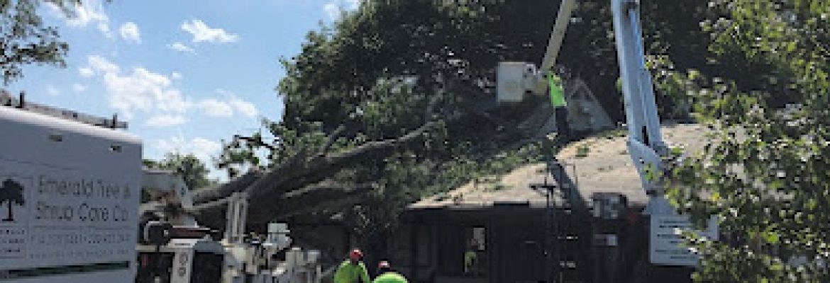 Emerald Tree & Shrub Care Company