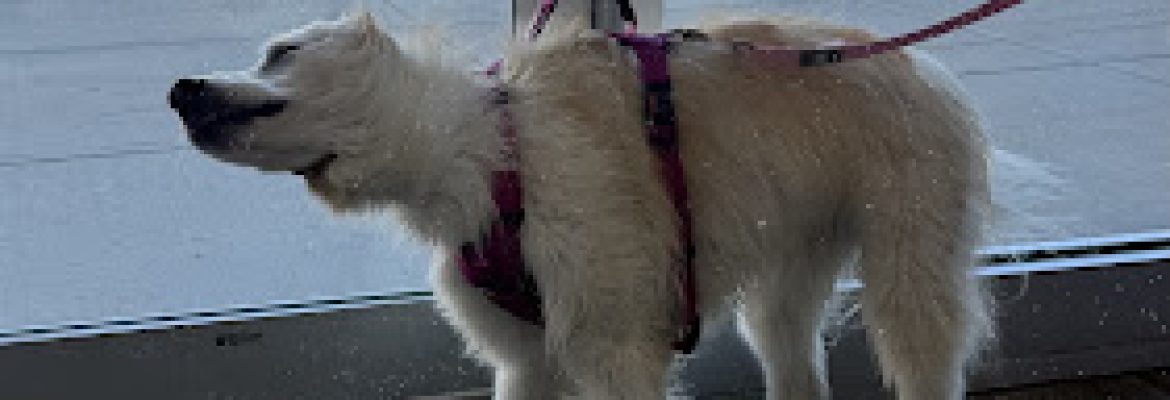 Carolyns Custom pup cuts