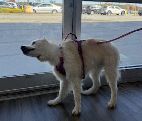 Carolyns Custom pup cuts