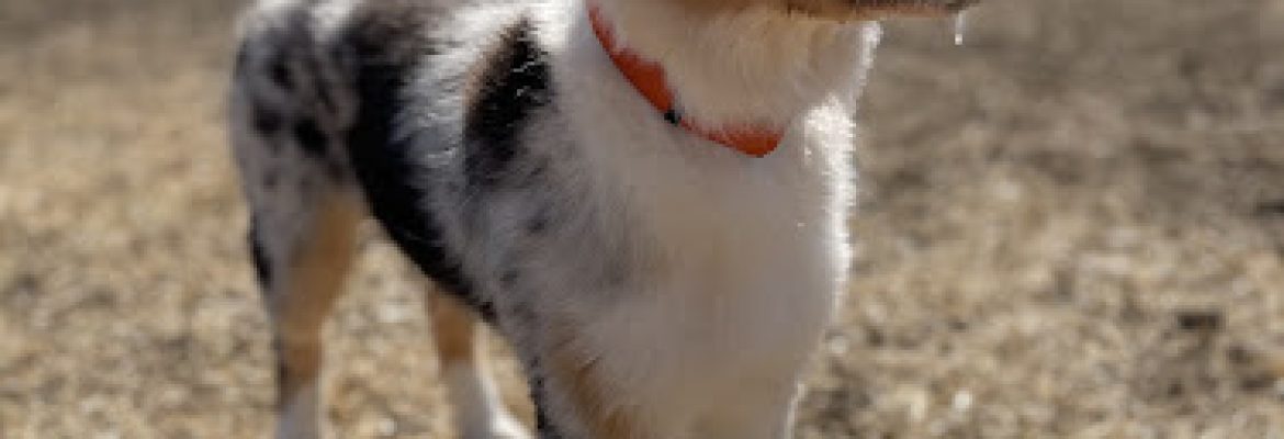 Pawfect Companions