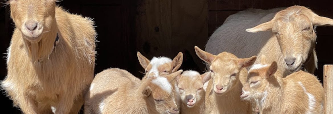 Harmony Farms