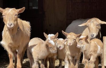 Harmony Farms
