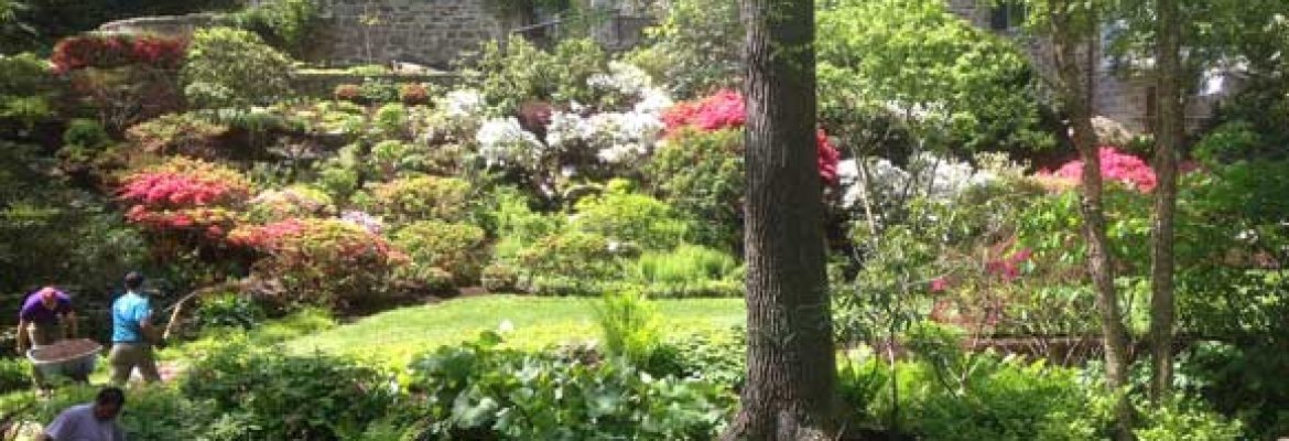 Les Arbres Tree Service & Fine Gardening