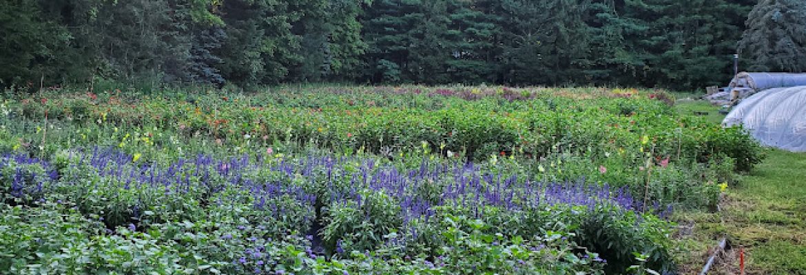 Ryan Family Flower Farm