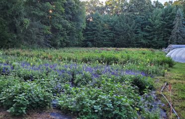Ryan Family Flower Farm