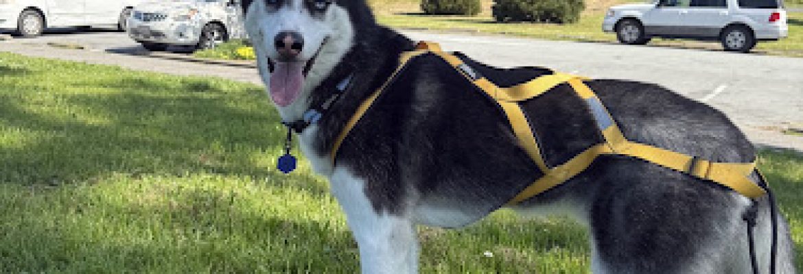 Canis Mountain Outfitters