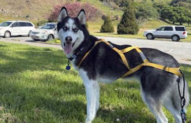 Canis Mountain Outfitters
